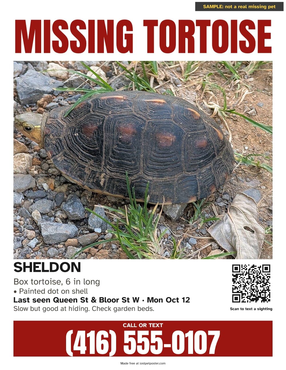 SAMPLE, not a real missing pet: MISSING TORTOISE poster for a box tortoise named Sheldon