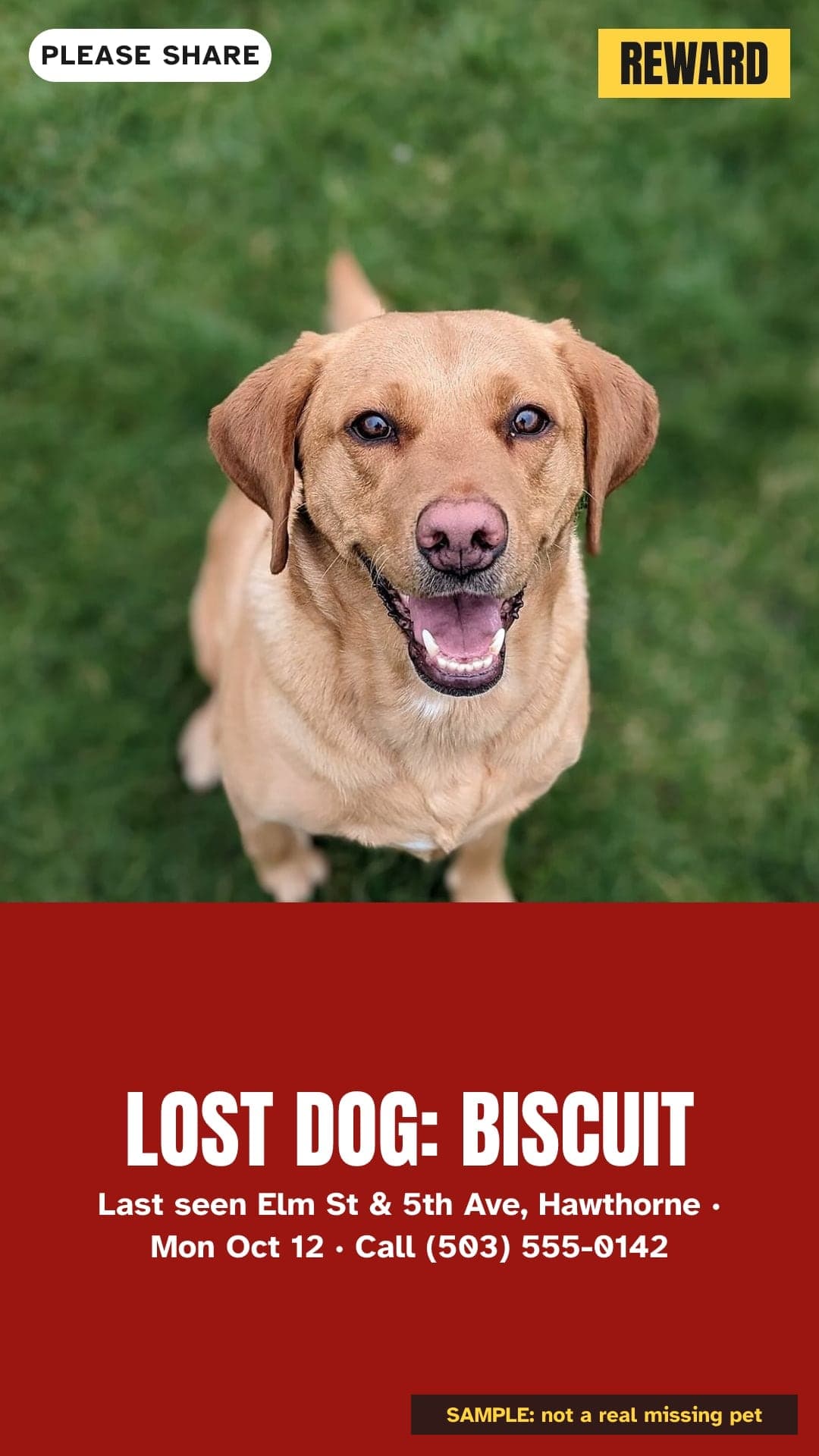 SAMPLE, not a real missing pet: alert image for Stories and WhatsApp